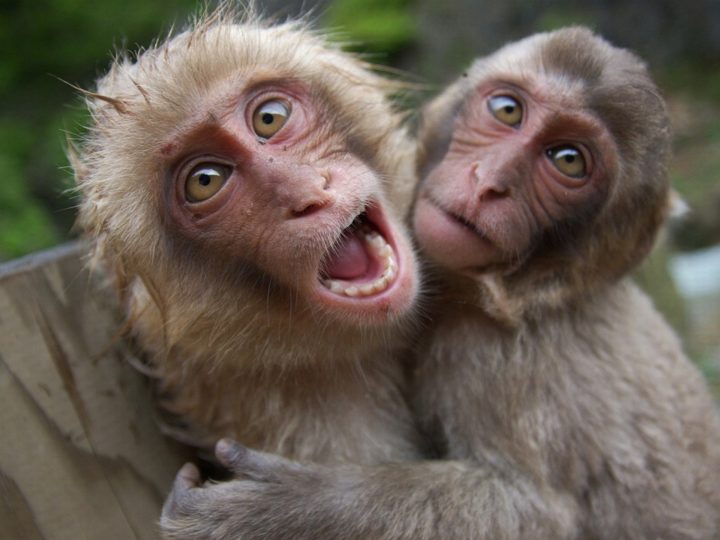 two-monkeys-free-desktop-download