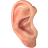 ear---graphic