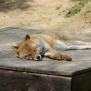 fox-67031_640